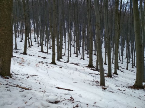 erdő