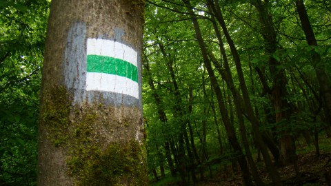 erdő