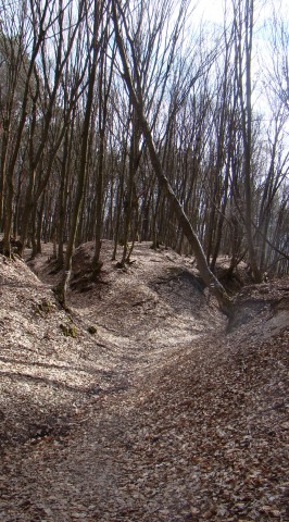 erdő