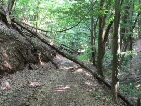 erdő