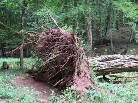 erdő