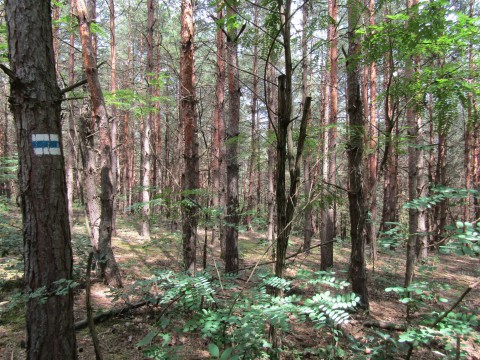 erdő