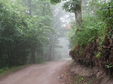 erdő